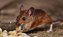 Find Exterminators in Stearns County